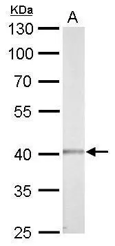 Casein Kinase 2 alpha antibody detects CSNK2A1 protein by western blot analysis. A. 50 μg mouse brain lysate/extract 10% SDS-PAGE Casein Kinase 2 alpha antibody (GTX107897) dilution: 1:500 The HRP-conjugated anti-rabbit IgG antibody (GTX213110-01) was used to detect the primary antibody.