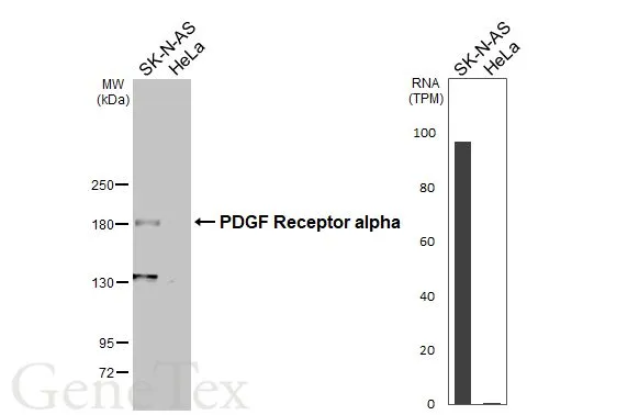 Various whole cell extracts (30 μg) were separated by 5% SDS-PAGE, and the membrane was blotted with PDGF Receptor alpha antibody [N2C2], Internal (GTX107903) diluted at 1:1000. The HRP-conjugated anti-rabbit IgG antibody (GTX213110-01) was used to detect the primary antibody. Corresponding RNA expression data for the same cell lines are based on Human Protein Atlas program.
