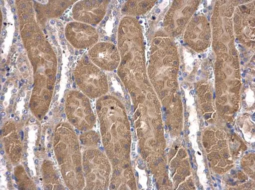 CoA synthase antibody [N3C3-3] detects CoA synthase protein at cytoplasm in mouse kidney by immunohistochemical analysis. Sample: Paraffin-embedded mouse kidney. CoA synthase antibody [N3C3-3] (GTX107934) diluted at 1:500. 
 Antigen Retrieval: Citrate buffer, pH 6.0, 15 min