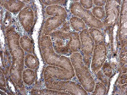 MEKK3 antibody [N3C3] detects MEKK3 protein at cytoplasm and nucleus in mouse kidney by immunohistochemical analysis. Sample: Paraffin-embedded mouse kidney. MEKK3 antibody [N3C3] (GTX107945) diluted at 1:500. 
 Antigen Retrieval: Citrate buffer, pH 6.0, 15 min