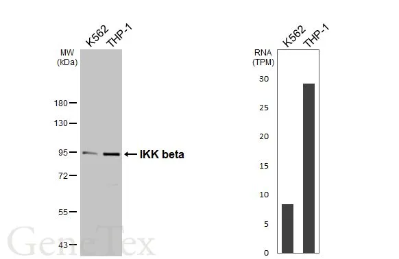 Various whole cell extracts (30 μg) were separated by 7.5% SDS-PAGE, and the membrane was blotted with IKK beta antibody (GTX107970) diluted at 1:1000. The HRP-conjugated anti-rabbit IgG antibody (GTX213110-01) was used to detect the primary antibody. Corresponding RNA expression data for the same cell lines are based on Human Protein Atlas program.