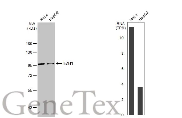 Various whole cell extracts (30 μg) were separated by 7.5% SDS-PAGE, and the membrane was blotted with EZH1 antibody [N1], N-term (GTX108013) diluted at 1:1000. The HRP-conjugated anti-rabbit IgG antibody (GTX213110-01) was used to detect the primary antibody. Corresponding RNA expression data for the same cell lines are based on Human Protein Atlas program.