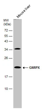 Mouse tissue extract (50 μg) was separated by 15% SDS-PAGE, and the membrane was blotted with GNRPX antibody [C1C3] (GTX108055) diluted at 1:2000.