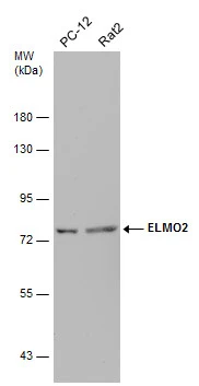 Various whole cell extracts (30 μg) were separated by 7.5% SDS-PAGE, and the membrane was blotted with ELMO2 antibody [C3], C-term (GTX108070) diluted at 1:1000.