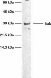 Detection of human Bak by immunoblotting. Sample: Whole cell lysates from untreated HL-60 cells. Primary antibody: Anti-Bak (Ab-1) Mouse mAb (TC-100) (GTX10808) (2 ug/ml). Detection: Chemiluminescence.