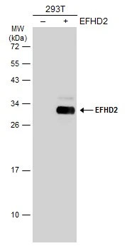 Non-transfected (–) and transfected (+) 293T whole cell extracts (30 μg) were separated by 12% SDS-PAGE, and the membrane was blotted with EFHD2 antibody (GTX108080) diluted at 1:1000. The HRP-conjugated anti-rabbit IgG antibody (GTX213110-01) was used to detect the primary antibody.