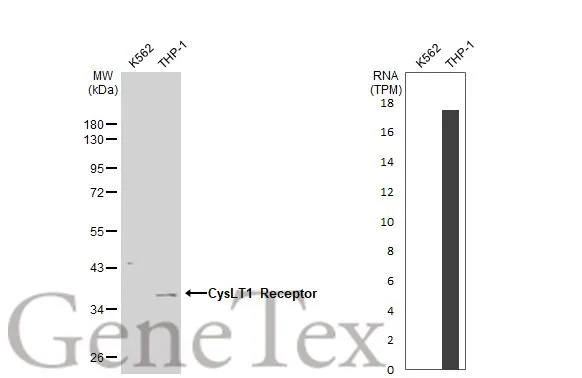 Various whole cell extracts (30 μg) were separated by 10% SDS-PAGE, and the membrane was blotted with CysLT1 Receptor antibody [N1], N-term (GTX108112) diluted at 1:500. The HRP-conjugated anti-rabbit IgG antibody (GTX213110-01) was used to detect the primary antibody, and the signal was developed with Trident ECL plus-Enhanced. Corresponding RNA expression data for the same cell lines are based on Human Protein Atlas program.