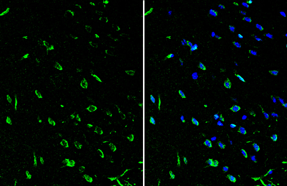 ROR beta antibody detects ROR beta protein by immunohistochemical analysis. Sample: Frozen-sectioned mouse cerebral cortex. Green: ROR beta stained by ROR beta antibody (GTX108148) diluted at 1:250. Blue: Fluoroshield with DAPI (GTX30920).