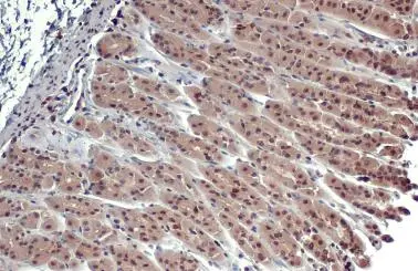 ERR alpha antibody [N1], N-term detects ERR alpha protein at cytoplasm and nucleus by immunohistochemical analysis. Sample: Paraffin-embedded mouse stomach. ERR alpha stained by ERR alpha antibody [N1], N-term (GTX108166) diluted at 1:500. Antigen Retrieval: Citrate buffer, pH 6.0, 15 min