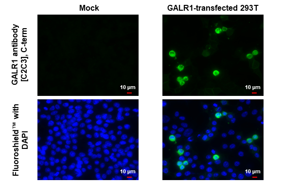 GALR1 antibody [C2C3], C-term detects GALR1 protein by immunofluorescent analysis. Sample: Mock and transfected 293T cells were fixed in ice-cold MeOH for 5 min. Green: GALR1 stained by GALR1 antibody [C2C3], C-term (GTX108207) diluted at 1:500. Blue: Fluoroshield with DAPI (GTX30920).