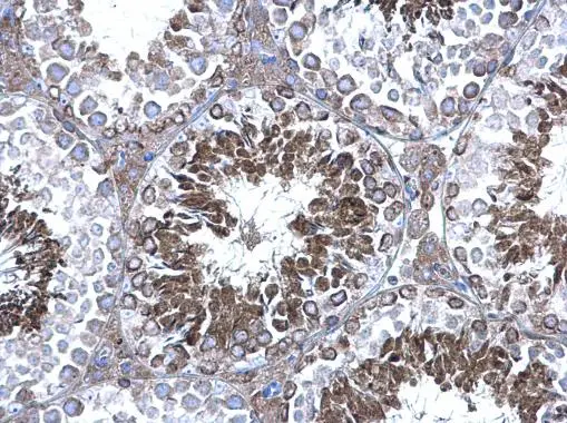 peroxiredoxin 4 antibody detects peroxiredoxin 4 protein at cytoplasm on mouse testis by immunohistochemical analysis. Sample: Paraffin-embedded mouse testis. peroxiredoxin 4 antibody (GTX108256) diluted at 1:500. 
 Antigen Retrieval: Trilogy? (EDTA based, pH 8.0) buffer, 15min