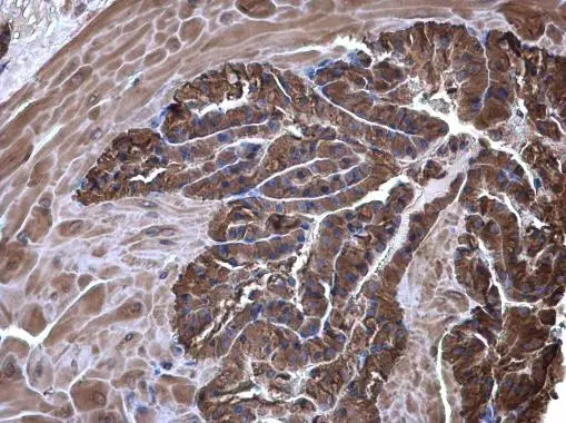 eRF1 antibody detects eRF1 protein at cytoplasm on mouse testis by immunohistochemical analysis. Sample: Paraffin-embedded mouse testis. eRF1 antibody (GTX108271) diluted at 1:500. 
 Antigen Retrieval: Trilogy? (EDTA based, pH 8.0) buffer, 15min