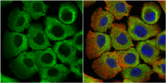 eRF1 antibody detects eRF1 protein at cytoplasm by immunofluorescent analysis. Sample: A431 cells were fixed in 4% paraformaldehyde at RT for 15 min. Green: eRF1 protein stained by eRF1 antibody (GTX108271) diluted at 1:500. Red: alpha Tubulin, a cytoskeleton marker, stained by alpha Tubulin antibody [GT114] (GTX628802) diluted at 1:1000. Blue: Hoechst 33342 staining.