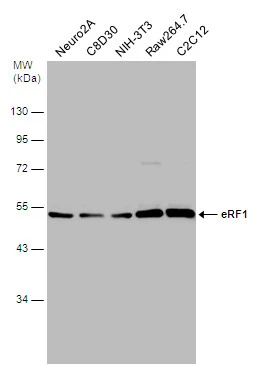 Various whole cell extracts (30 μg) were separated by 10% SDS-PAGE, and the membrane was blotted with eRF1 antibody (GTX108271) diluted at 1:500.