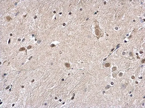 Histone H2A.Z antibody