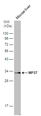 Mouse tissue extract (50 μg) was separated by 12% SDS-PAGE, and the membrane was blotted with MPST antibody [C2C3], C-term (GTX108274) diluted at 1:500.