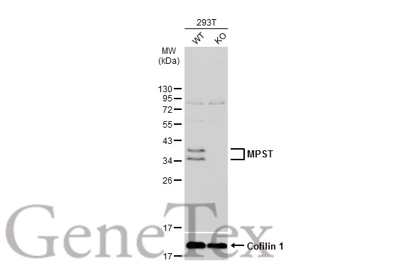 Wild-type (WT) and MPST knockout (KO) 293T cell extracts (30 μg) were separated by 12% SDS-PAGE, and the membrane was blotted with MPST antibody [C2C3], C-term (GTX108274) diluted at 1:1000. The HRP-conjugated anti-rabbit IgG antibody (GTX213110-01) was used to detect the primary antibody.