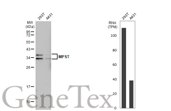 Various whole cell extracts (30 μg) were separated by 12% SDS-PAGE, and the membrane was blotted with MPST antibody [C2C3], C-term (GTX108274) diluted at 1:500. The HRP-conjugated anti-rabbit IgG antibody (GTX213110-01) was used to detect the primary antibody.Corresponding RNA expression data for the same cell lines are based on Human Protein Atlas program.