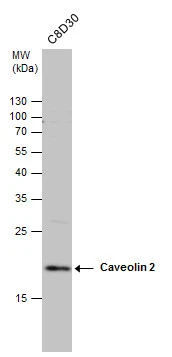 Caveolin 2 antibody detects Caveolin 2 protein by western blot analysis. Whole cell extracts (30 μg) was separated by 15% SDS-PAGE, and the membrane was blotted with Caveolin 2 antibody (GTX108294) diluted at 1:1000.