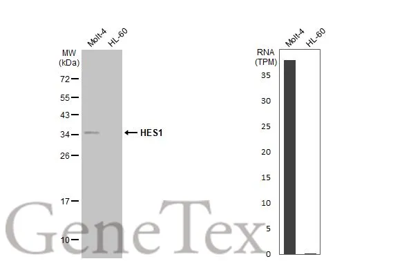 Various whole cell extracts (30 μg) were separated by 12% SDS-PAGE, and the membrane was blotted with HES1 antibody [N1], N-term (GTX108356) diluted at 1:1000. The HRP-conjugated anti-rabbit IgG antibody (GTX213110-01) was used to detect the primary antibody. Corresponding RNA expression data for the same cell lines are based on Human Protein Atlas program.