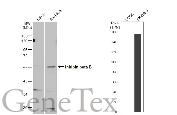 Various whole cell extracts (30 μg) were separated by 10% SDS-PAGE, and the membrane was blotted with Inhibin beta B antibody [C3], C-term (GTX108408) diluted at 1:500. The HRP-conjugated anti-rabbit IgG antibody (GTX213110-01) was used to detect the primary antibody. Corresponding RNA expression data for the same cell lines are based on Human Protein Atlas program.