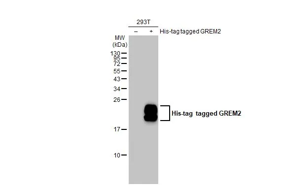 Non-transfected (–) and transfected (+) 293T whole cell extracts (30 μg) were separated by 15% SDS-PAGE, and the membrane was blotted with GREM2 antibody [C1C3] (GTX108414) diluted at 1:5000. The HRP-conjugated anti-rabbit IgG antibody (GTX213110-01) was used to detect the primary antibody.