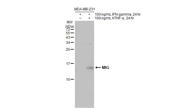 Untreated (–) and treated (+) MDA-MB-231 whole cell extracts (30 μg) were separated by 15% SDS-PAGE, and the membrane was blotted with MIG antibody (GTX108422) diluted at 1:1000. The HRP-conjugated anti-rabbit IgG antibody (GTX213110-01) was used to detect the primary antibody, and the signal was developed with Trident ECL plus-Enhanced.
