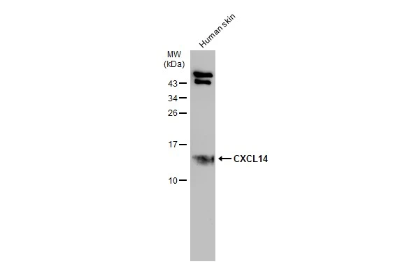 CXCL14 antibody [N3C3]