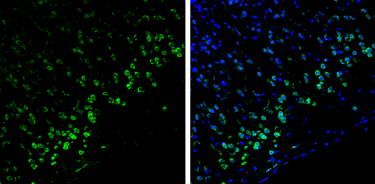 Syntenin 1 antibody [C2C3], C-term detects Syntenin 1 protein by immunohistochemical analysis. Samples: Frozen Sectioned adult mouse brain. Green: Syntenin 1 protein stained by Syntenin 1 antibody [C2C3], C-term (GTX108470) diluted at 1:250. Blue: Fluoroshield with DAPI (GTX30920). 
 Antigen Retrieval: Citrate buffer, pH 6.0, 10 min