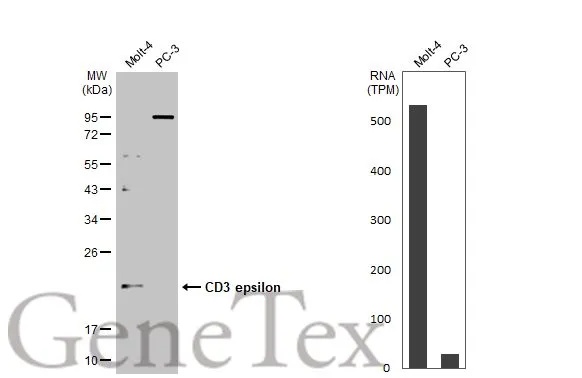 CD3 epsilon antibody [C2C3], C-term