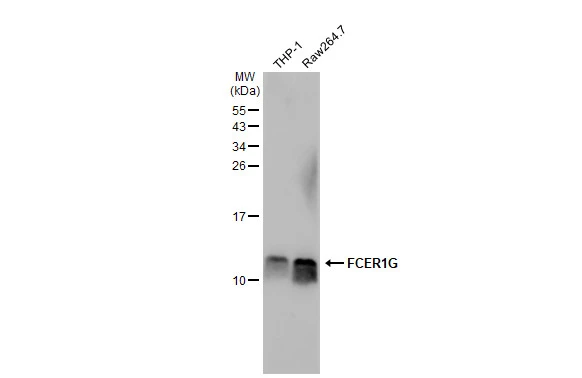 Various whole cell extracts (30 μg) were separated by 15% SDS-PAGE, and the membrane was blotted with FCER1G antibody [N2C3] (GTX108487) diluted at 1:1000. The HRP-conjugated anti-rabbit IgG antibody (GTX213110-01) was used to detect the primary antibody.