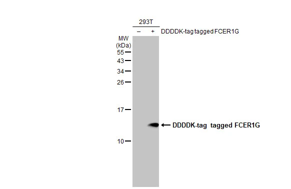 Non-transfected (–) and transfected (+) 293T whole cell extracts (30 μg) were separated by 15% SDS-PAGE, and the membrane was blotted with FCER1G antibody [N2C3] (GTX108487) diluted at 1:5000. The HRP-conjugated anti-rabbit IgG antibody (GTX213110-01) was used to detect the primary antibody.