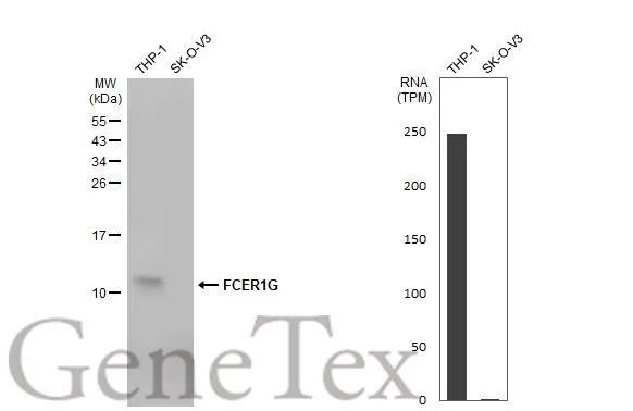 Various whole cell extracts (30 μg) were separated by 15% SDS-PAGE, and the membrane was blotted with FCER1G antibody [N2C3] (GTX108487) diluted at 1:2000. The HRP-conjugated anti-rabbit IgG antibody (GTX213110-01) was used to detect the primary antibody. Corresponding RNA expression data for the same cell lines are based on Human Protein Atlas program.