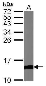 Sample (50 μg of whole cell lysate) A: Mouse brain 15% SDS PAGE GTX108585 diluted at 1:1000 The HRP-conjugated anti-rabbit IgG antibody (GTX213110-01) was used to detect the primary antibody.