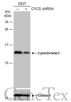 Non-transfected (–) and transfected (+) 293T whole cell extracts (30 μg) were separated by 15% SDS-PAGE, and the membrane was blotted with Cytochrome C antibody (GTX108585) diluted at 1:1000. The HRP-conjugated anti-rabbit IgG antibody (GTX213110-01) was used to detect the primary antibody.