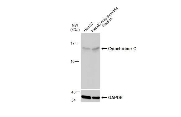 HepG2 and mitochondria extracts (30 μg) were separated by SDS-PAGE, and the membrane was blotted with Cytochrome C antibody (GTX108585) diluted at 1:2000. The HRP-conjugated anti-rabbit IgG antibody (GTX213110-01) was used to detect the primary antibody, and the signal was developed with Trident pico Western HRP Substrate.