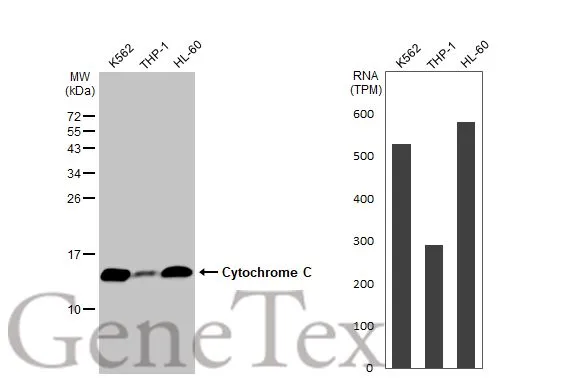 Various whole cell extracts (30 μg) were separated by 15% SDS-PAGE, and the membrane was blotted with Cytochrome C antibody (GTX108585) diluted at 1:1000. The HRP-conjugated anti-rabbit IgG antibody (GTX213110-01) was used to detect the primary antibody, and the signal was developed with Trident ECL plus-Enhanced. Corresponding RNA expression data for the same cell lines are based on Human Protein Atlas program.