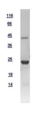 10ug of GTX108596-pro RAP2C recombinant protein analyzed using SDS-PAGE and stained with coomassie blue and captured by black and white camera.