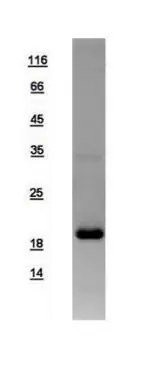 10ug of GTX108597-pro RHEB recombinant protein analyzed using SDS-PAGE and stained with coomassie blue and captured by black and white camera.