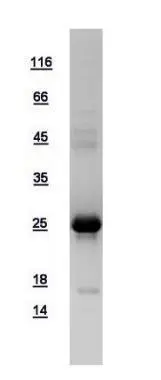 10ug of GTX108599-pro ARL14 recombinant protein analyzed using SDS-PAGE and stained with coomassie blue and captured by black and white camera.