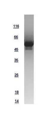 10ug of GTX108624-pro Cyclin D1 recombinant protein analyzed using SDS-PAGE and stained with coomassie blue and captured by black and white camera.