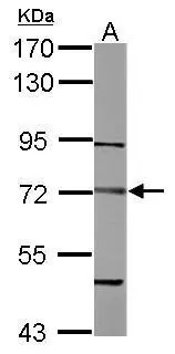 Sample (50 ug of whole cell lysate) A: mouse muscle 7.5% SDS PAGE GTX108710 diluted at 1:1000
