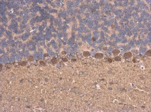 Njmu-R1 antibody [N1C1] detects Njmu-R1 protein at cytoplasm in mouse brain by immunohistochemical analysis. Sample: Paraffin-embedded mouse brain. Njmu-R1 antibody [N1C1] (GTX108779) diluted at 1:500. 
 Antigen Retrieval: Citrate buffer, pH 6.0, 15 min