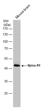 Mouse tissue extract (50 μg) was separated by 10% SDS-PAGE, and the membrane was blotted with Njmu-R1 antibody [N1C1] (GTX108779) diluted at 1:3000.