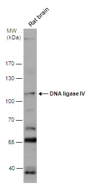 Rat tissue extract (50 μg) was separated by 7.5% SDS-PAGE, and the membrane was blotted with DNA ligase IV antibody (GTX108820) diluted at 1:500.