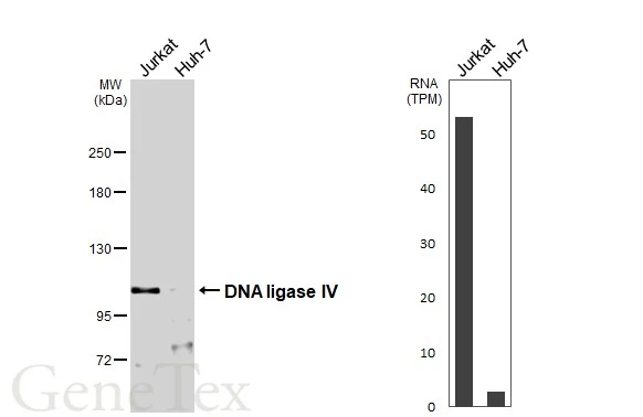 Various whole cell extracts (30 μg) were separated by 5% SDS-PAGE, and the membrane was blotted with DNA ligase IV antibody (GTX108820) diluted at 1:1000. The HRP-conjugated anti-rabbit IgG antibody (GTX213110-01) was used to detect the primary antibody. Corresponding RNA expression data for the same cell lines are based on Human Protein Atlas program.