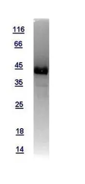 10ug of GTX108831-pro RAP2A recombinant protein analyzed using SDS-PAGE and stained with coomassie blue and captured by black and white camera.