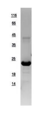10ug of GTX108874-pro POLR2G recombinant protein analyzed using SDS-PAGE and stained with coomassie blue and captured by black and white camera.
