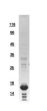10ug of GTX108894-pro CALCA recombinant protein analyzed using SDS-PAGE and stained with coomassie blue and captured by black and white camera.