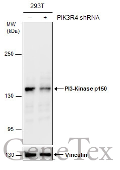 Non-transfected (–) and transfected (+) 293T whole cell extracts (30 μg) were separated by 5% SDS-PAGE, and the membrane was blotted with PI3-Kinase p150 antibody [C1C3] (GTX108953) diluted at 1:500.